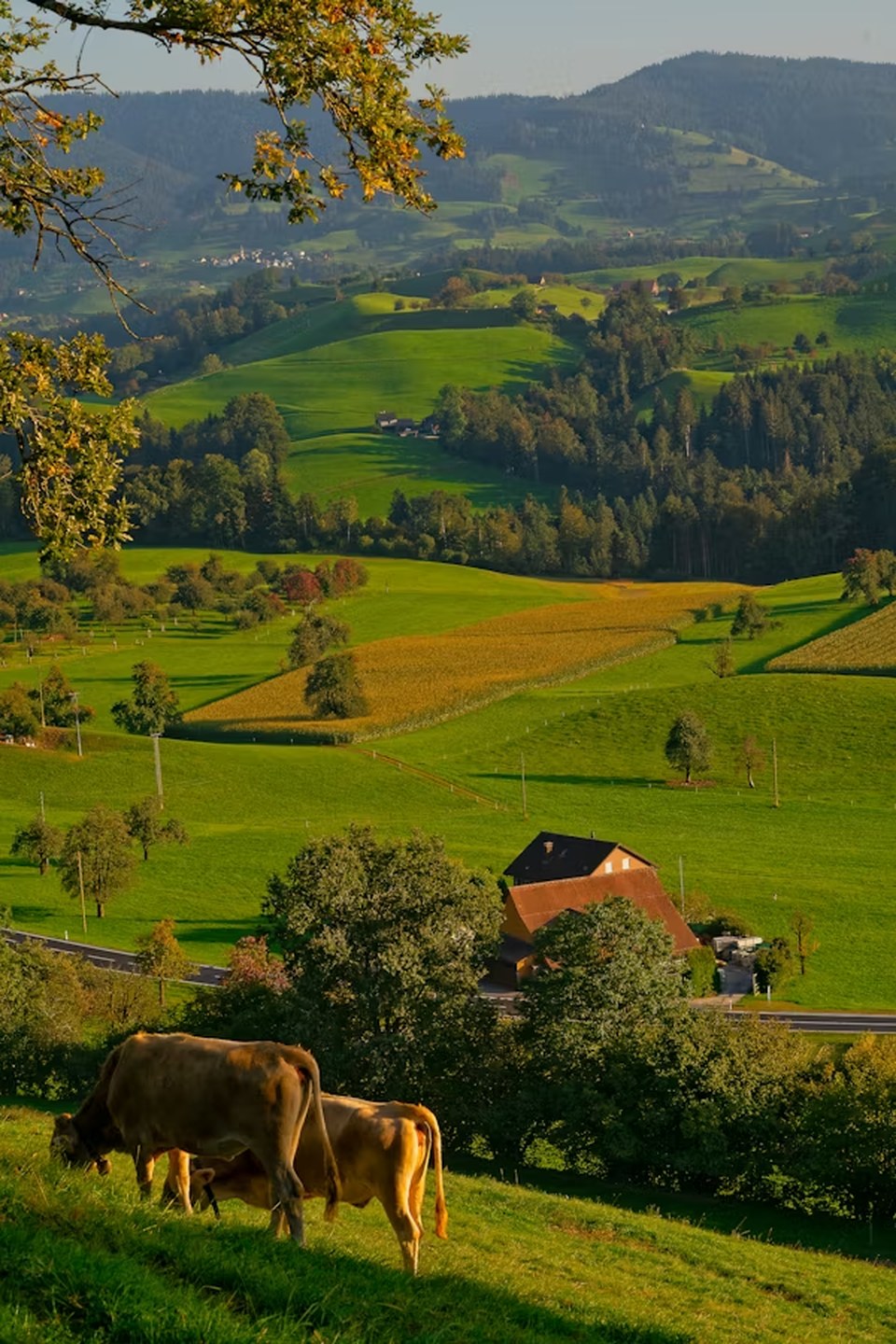 A FarmPulse member's own field, with grazing cattle and a farmhouse in the valley below